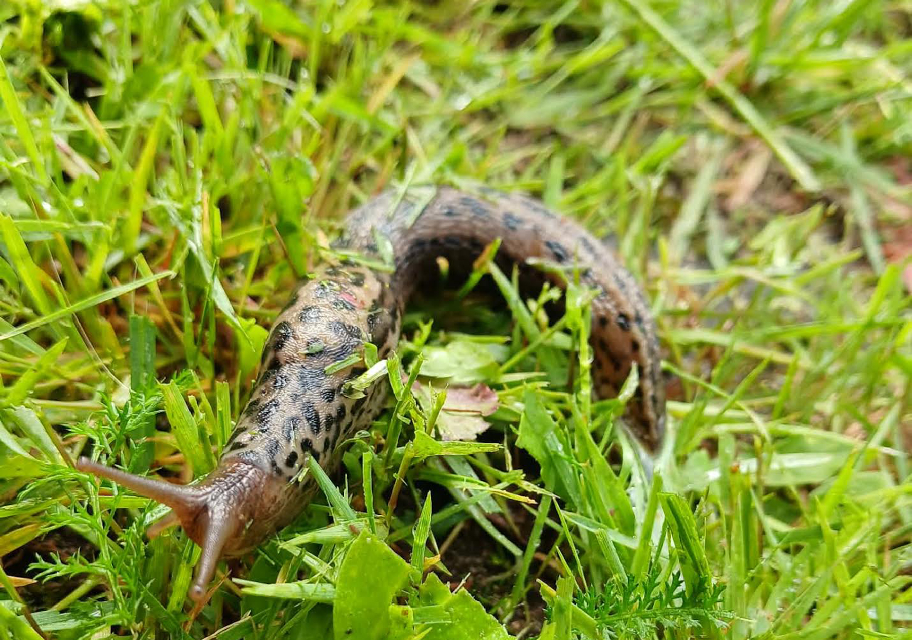 Suur seatigu ehk leoparditigu Võru linnas asuvas koduhoovis. LUGEJA FOTO