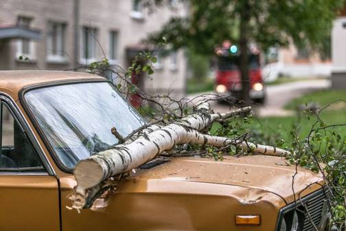 Võrus Laane tänaval purustas puu auto.FOTO: Andrei Javnašan Võrumaa Teataja