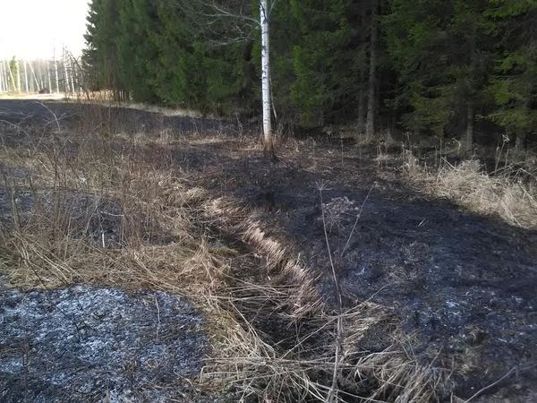 Kella 17.27 ajal süttis Suure-Jaani vallas Sandra külas hektari ulatuses kulu ja noorendikku.