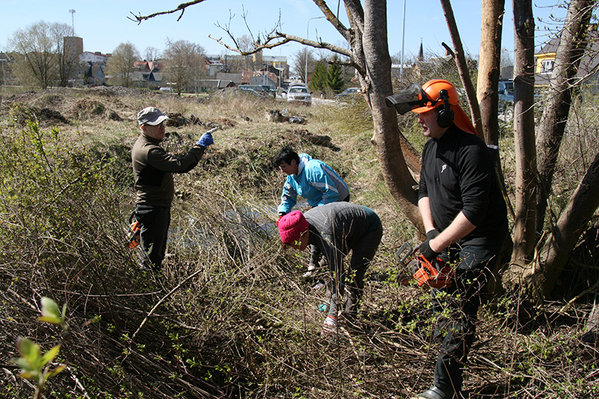 Pildil linnapea Anti Allas (vasakul) ja abilinnapea Kalev Ilves nädalavahetusel parkla talgutel kuivanud puud langetamas.      Foto: TOMI SALUVEER