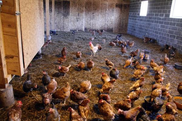 Farmis on praegu 400 kana, veel sellel aastal plaanitakse lindude arvu kahekordistada. Viis kukke on eelkõige kanadele emotsiooni saamiseks. Fotod: TOMI SALUVEER