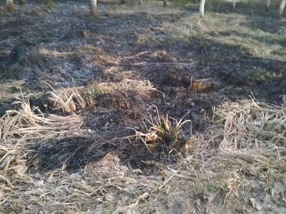 18. aprillil kella 18.04 ajal põles Antsla vallas Tsooru külas kahel hektaril kuuse- ja kasenoorendik, mille päästjad kustutasid. FOTOD: Lõuna päästekeskus 