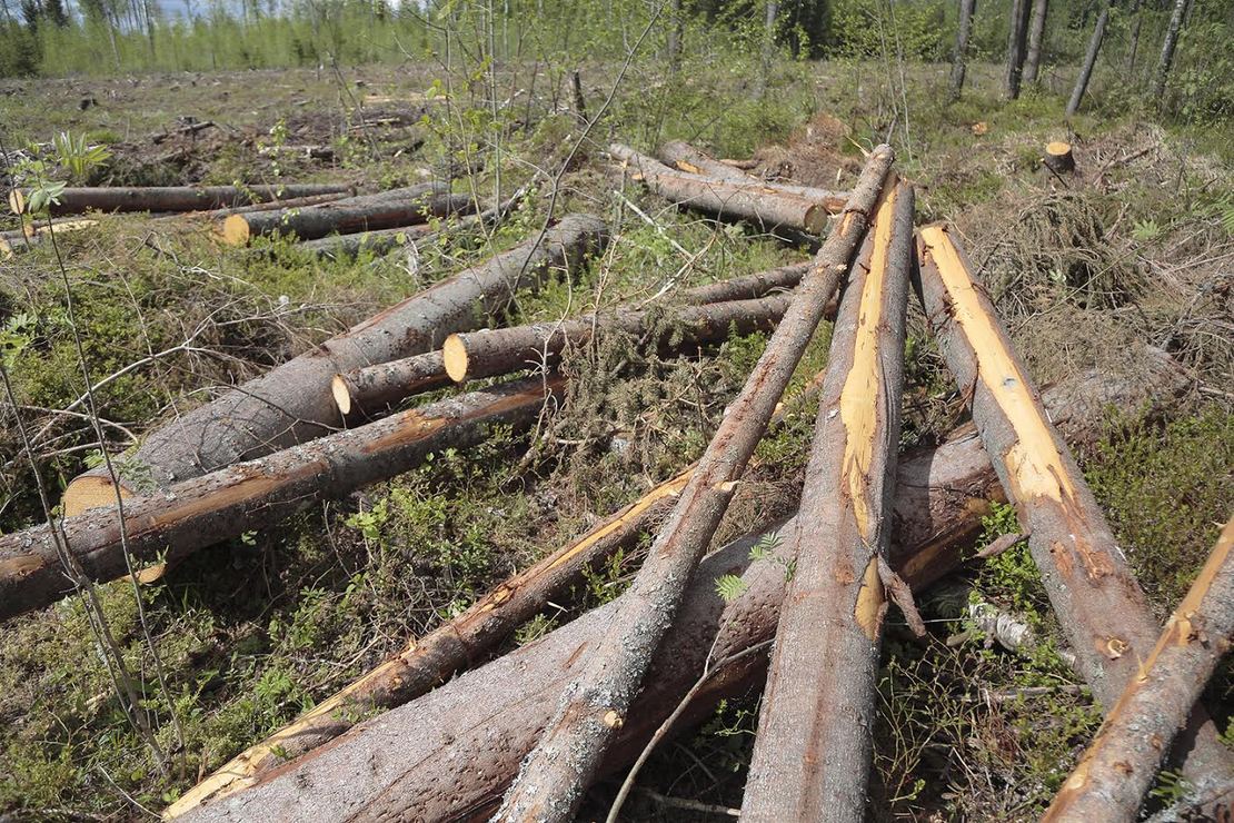 Üraskitõrje sanitaarraie ühe kuivanud puu juurde jõudmiseks on maha lõigatud hulganisti puid.